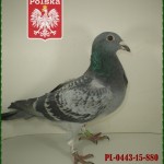 a-duda-golab