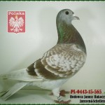 j-rakoczy-golab