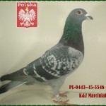 k-z-marciniak-golab