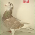 k-z-marciniak-golab-2