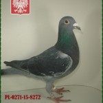 l-kutkowski-golab