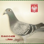 l-plewa-golab