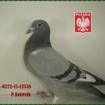 p-kmiecik-golab-2