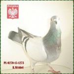 r-wrobel-golab