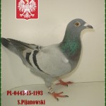 s-pijanowski-golab-2