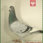 t-panek-golab