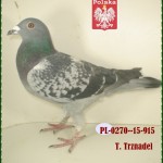t-trznadel-golab