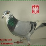 w-twardowski-golab